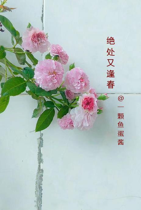 绝处逢生前面一句是什么 绝处逢生前面一句是什么