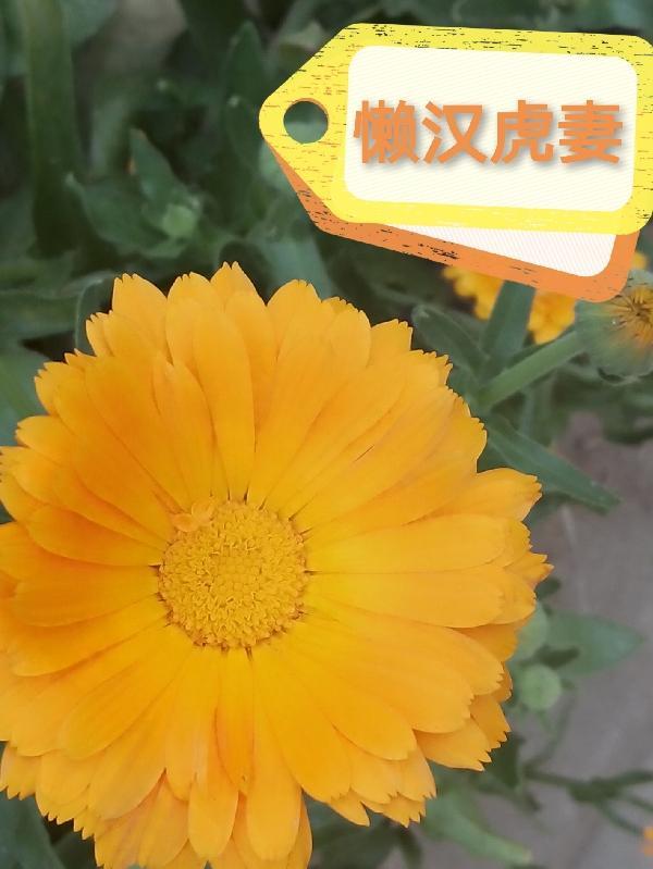懒汉有好妻 懒汉有好妻