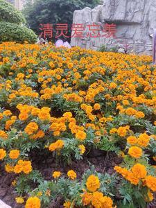 勇敢向前冲免费